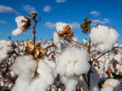 Le coton : nos conseils pour l’entretenir à la perfection