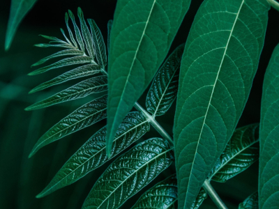 Le vert tropical : la couleur star du printemps-été 2026